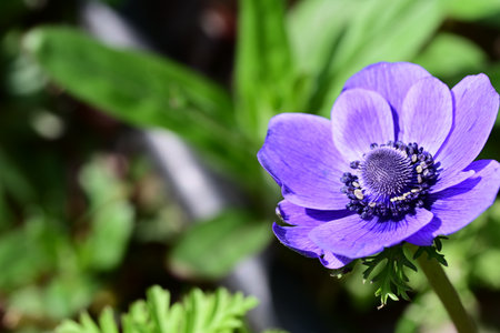 Blue anemone flower in the garden. Shallow depth of fieldの写真素材