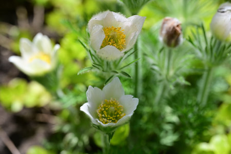 Pulsatilla patens (Pulsatilla patens)