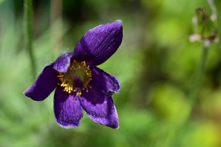 Pulsatilla patens (Pulsatilla patens)