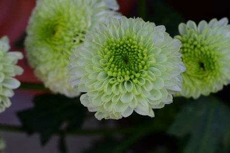 Green chrysanthemum flower in the garden, Thailand.の写真素材