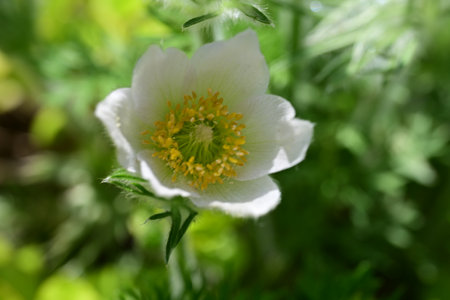 Pulsatilla grandiflora, also known as wood anemoneの写真素材