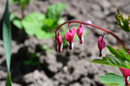 Lamprocapnos spectabilis ( bleeding heart) is a species of flowering plant in the family Dicentra.の写真素材