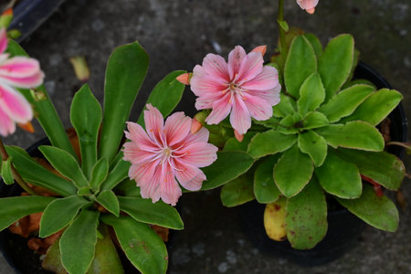 Beautiful pink flowers in the garden. Natural background. Selective focus.の写真素材