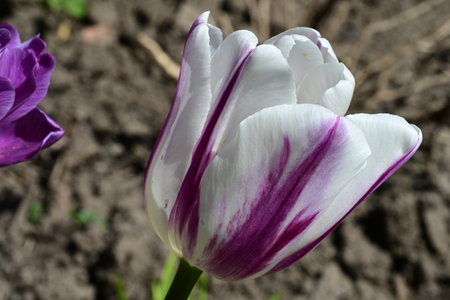 Tulip flower close-up. Purple and white tulip.の写真素材
