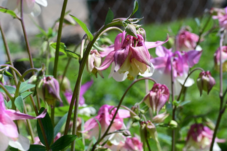 Aquilegia vulgaris is a genus of flowering plants.の写真素材