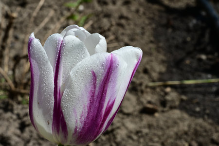 White tulip with water droplets on the petals in the gardenの写真素材