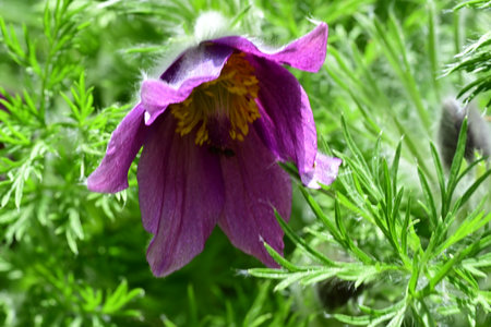 Pulsatilla patens (Pulsatilla patens)