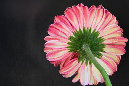 Pink gerbera flower on black background with copy space for textの写真素材