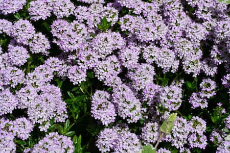 Beautiful purple flowers in the garden. Spring background with flowers.の写真素材