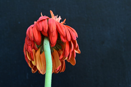 Orange gerbera flower isolated on black background with copy space.の写真素材