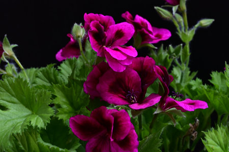 Pink geranium flowers on a black background. Close-up.