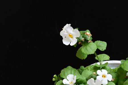 White flowers in a white pot on a black background, copy spaceの写真素材