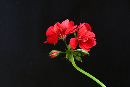 Geranium Pelargonium Flowers Isolated on a Black Background.の写真素材