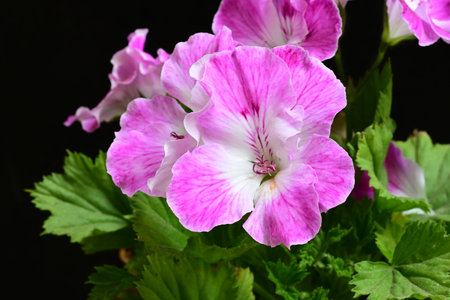 Geranium Pelargonium, also known as cranesbill or pelargoniumの写真素材