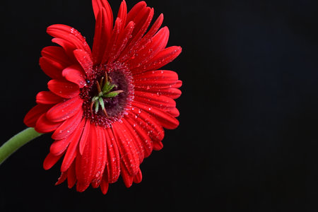 red gerbera flower isolated on black background with water dropletsの写真素材