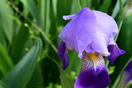 Purple iris flower in the garden on a background of green leaves