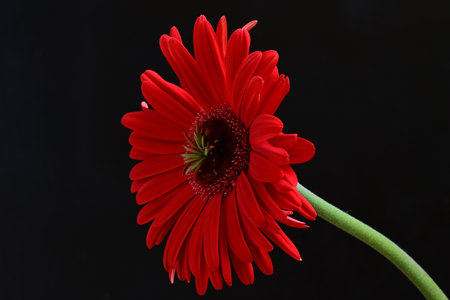 red gerbera flower isolated on a black background. close upの写真素材