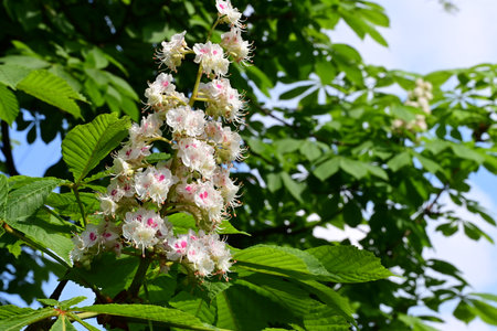 Blooming chestnut tree (Aesculus hippocastanum)の写真素材