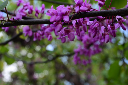 Cercis siliquastrum tree with purple flowers in springの写真素材