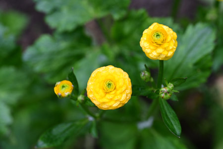 Yellow flowers of Ranunculus asiaticus in the garden