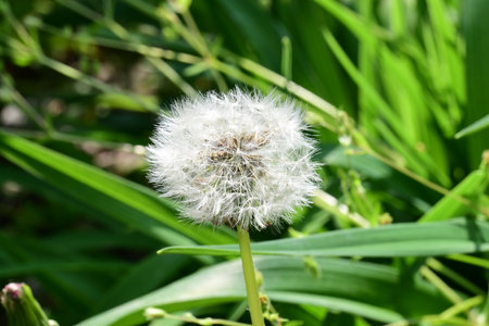 White dandelion flower on green grass background. Close-up.
