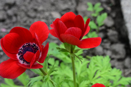 Red anemone flowers on a background of green grass, springの写真素材