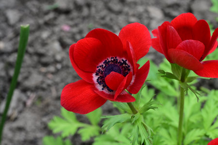 Beautiful red anemone flowers in the garden close-upの写真素材