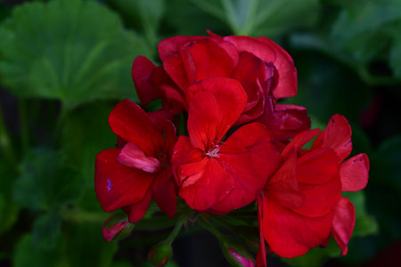 Red geranium flowers with green leaves in the background, close upの写真素材