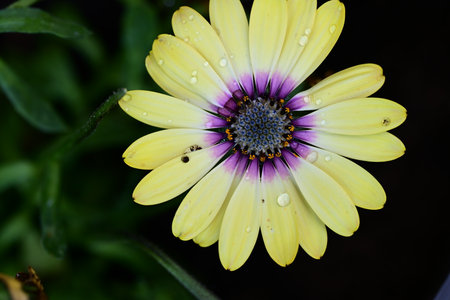Close up of a yellow osteospermum flower in bloom.