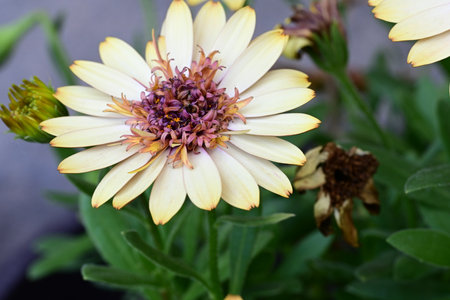 Close up of a yellow zinnia flower in the garden.