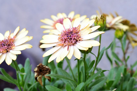 Osteospermum is a genus of flowering plants in the sunflower family Asteraceae.の写真素材