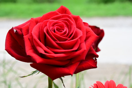 Red rose on a background of green grass. Close-up.の写真素材