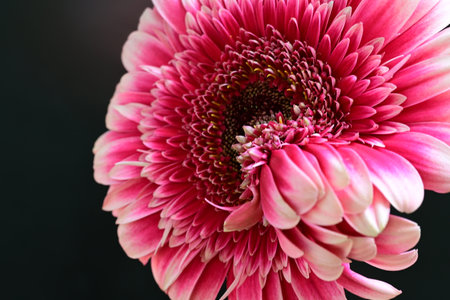 Beautiful pink gerbera flower on black background, closeup