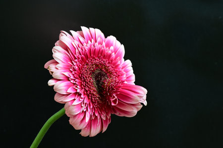 Pink gerbera flower on black background, closeup of photoの写真素材
