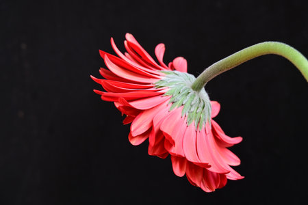 red gerbera flower isolated on black background, close-up