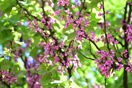 Tree with pink flowers in spring