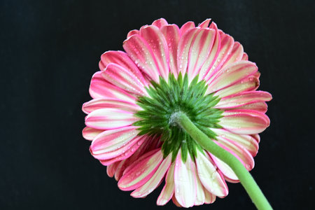 Pink gerbera flower with water drops on the petals.の写真素材
