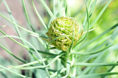 Close-up of a green onion seed head growing in the garden