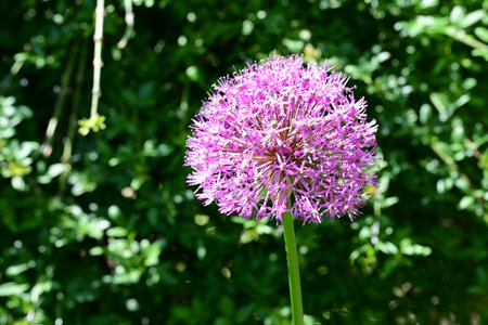 Purple Allium (Allium giganteum) in bloom
