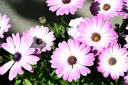 Osteospermum is a genus of flowering plants in the daisy family Asteraceae.