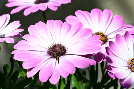 Beautiful pink daisy flowers in the garden on a sunny day