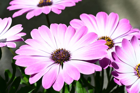 Close up of pink osteospermum flowers in full bloom.