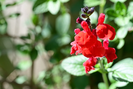 Red salvia flowers blooming in the garden with green background.の写真素材