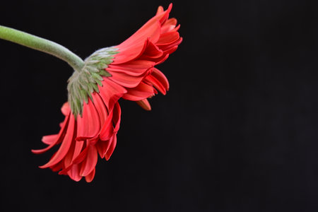 red gerbera flower isolated on black background with copy space.の写真素材