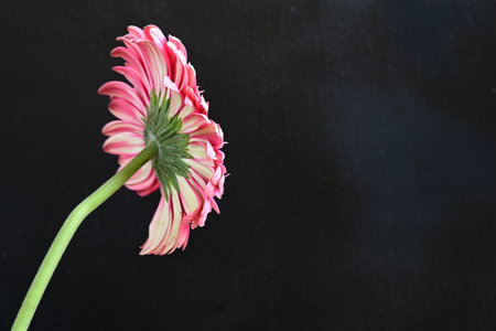 Pink gerbera flower on blackboard background with copy space.の写真素材