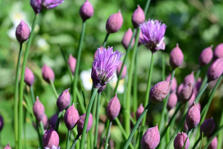 Purple flowers of chives on a flower bed in the garden