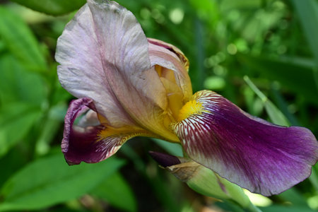 Iris is a genus of flowering plants in the iris family.