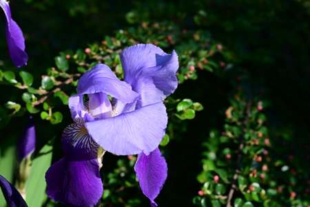 Purple iris flower in the garden. Shallow depth of field