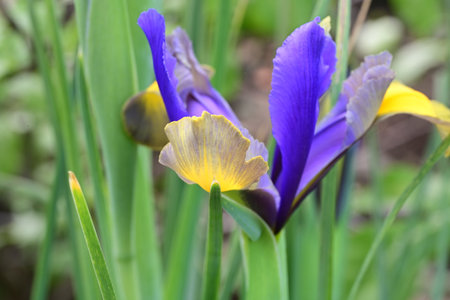 Iris is a genus of flowering plants in the iris family.