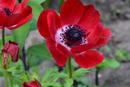 Red anemone flowers on a background of green leaves in the gardenの写真素材
